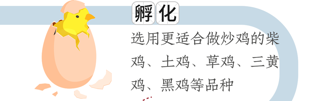 孵化。選用更適合做炒雞的柴雞、土雞、草雞、三黃雞、黑雞等品種